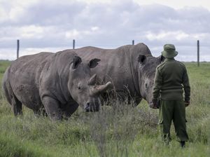 Ratusan Hewan Liar di Kenya Terancam Punah