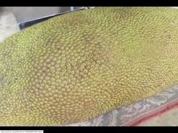 Nangka Terbesar di Dunia dan Tips Membuat Opor Ayam Enak