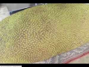 Nangka Terbesar di Dunia dan Tips Membuat Opor Ayam Enak Nangka Terbesar di Dunia dan Tips Membuat Opor Ayam Enak