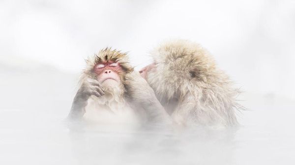 Menghipnotis Mata! Deretan Foto Jawara Kontes Foto Smithsonian