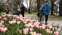 Cantiknya Warna-warni Bunga Tulip yang Bermekaran di Kanada