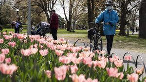 Cantiknya Warna-warni Bunga Tulip yang Bermekaran di Kanada
