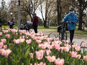 Cantiknya Warna-warni Bunga Tulip yang Bermekaran di Kanada