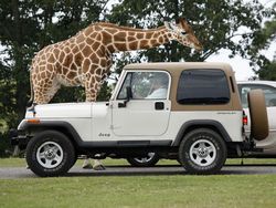 Ternyata, Traveler Suka Pemandangan Safari Buat Jadi Background Zoom