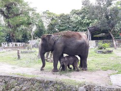 Kabar Bahagia Saat Pandemi Corona, Seekor Anak Gajah Lahir di GL Zoo