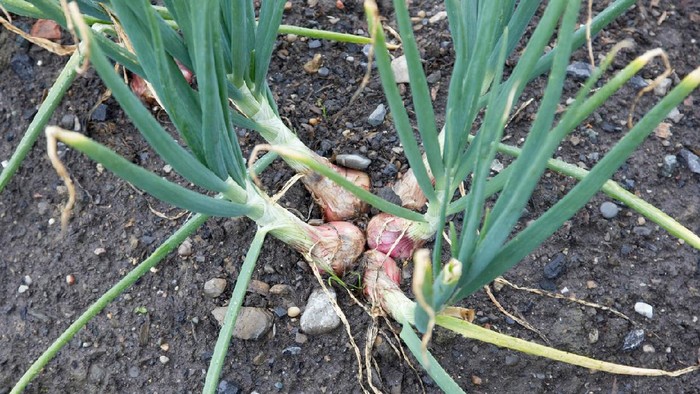 Shallot onions growing in earth