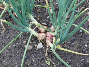 Cara Menanam Bawang Merah dari Umbi hingga Panen, Mudah Dipahami untuk Pemula Cara Menanam Bawang Merah dari Umbi hingga Panen, Mudah Dipahami untuk Pemula