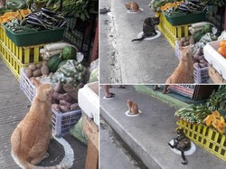 Di Pasar Kawanan Kucing Liar Ini Terapkan Social Distancing