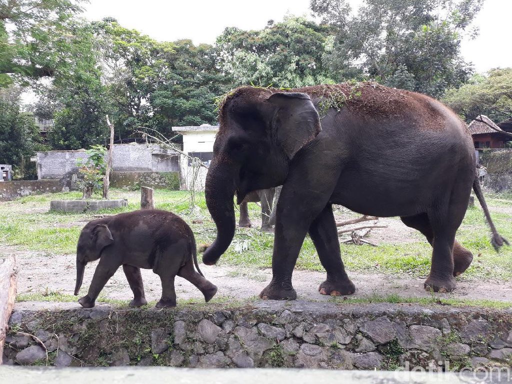 Bertahan Sampai Agustus, GL Zoo Yogya Potong Gaji Karyawan