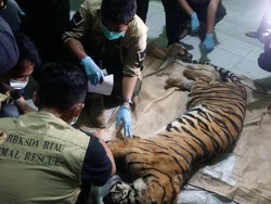 Harimau Liar di Riau Ditemukan Mati Terjerat di Area Hutan Industri