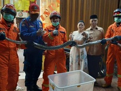 Ngeri! Ular Sanca 3,5 Meter Sembunyi di Bawah Keramik Rumah Warga di Jaktim