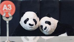 Cara Unik Resto di Thailand, Pelanggan Ditemani Panda