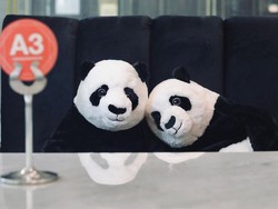 Viral Bahasa Panda di Soal UTBK, Bagaimana Hewan Lucu Nan Imut Itu Bicara?