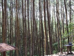 Hijaunya Hutan Pinus Mangunan Bikin Tenang