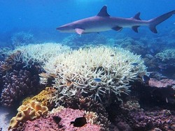 Ekosistem Laut: Pembagian dan Jenis-Jenis Makhluk Hidup di Dalamnya