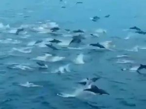 Video Ratusan Lumba-lumba Muncul di Perairan Labuan Bajo