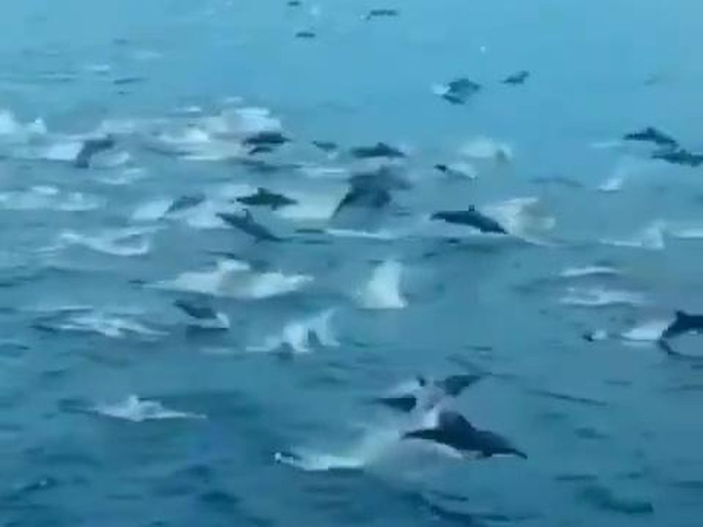 Video Ratusan Lumba-lumba Muncul di Perairan Labuan Bajo Video Ratusan Lumba-lumba Muncul di Perairan Labuan Bajo