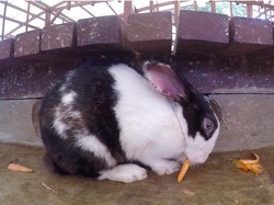 Tak Hanya Manusia, Kelinci di AS Tengah Menghadapi Virus Mematikan