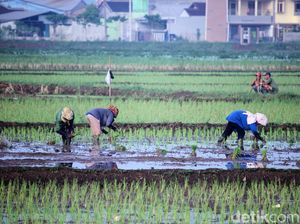 Daya Beli Petani Naik Tipis di Juni, Ini Sebabnya