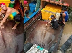 Wow! Nelayan Ini Temukan Ikan Pari Jumbo Seberat 280 Kg