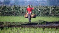 Petani di Bandung Tetap Garap Sawah di Tengah Pandemi