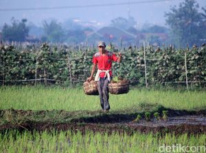 Petani di Bandung Tetap Garap Sawah di Tengah Pandemi
