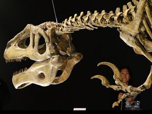 Fosil Dinosaurus Penghuni Terakhir Bumi Ada di Argentina Fosil Dinosaurus Penghuni Terakhir Bumi Ada di Argentina