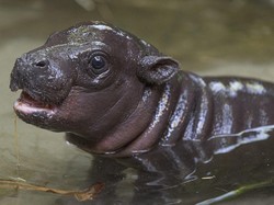 Kabar Gembira! Kuda Nil Jantan Lahir dengan Selamat