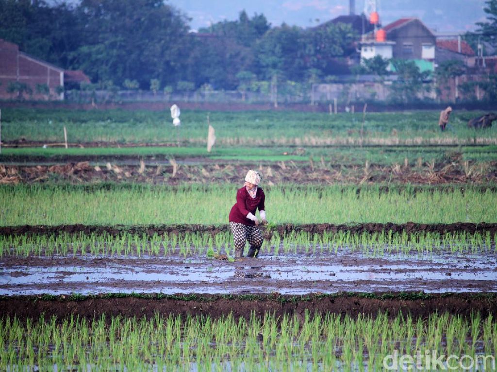 Cegah Kerusakan Tanah, Petani di Lembang Gunakan Pupuk Organik