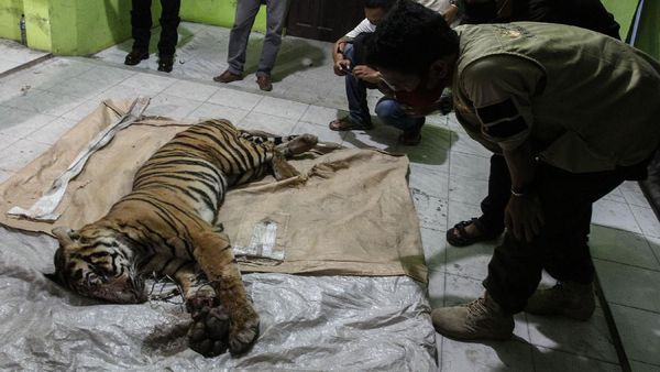 Harimau Sumatera Mati Terjerat di Area Hutan Industri
