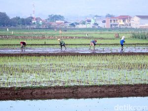 Hati-hati Bangun Rumah di Lahan Bekas Sawah, Ini Bahaya yang Menanti!
