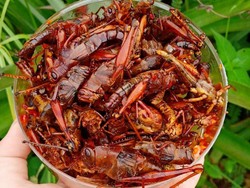 Tunda Mudik Tetap Bisa Pulang Kampung dan Dapat Gudeg Kendil hingga Walang Goreng