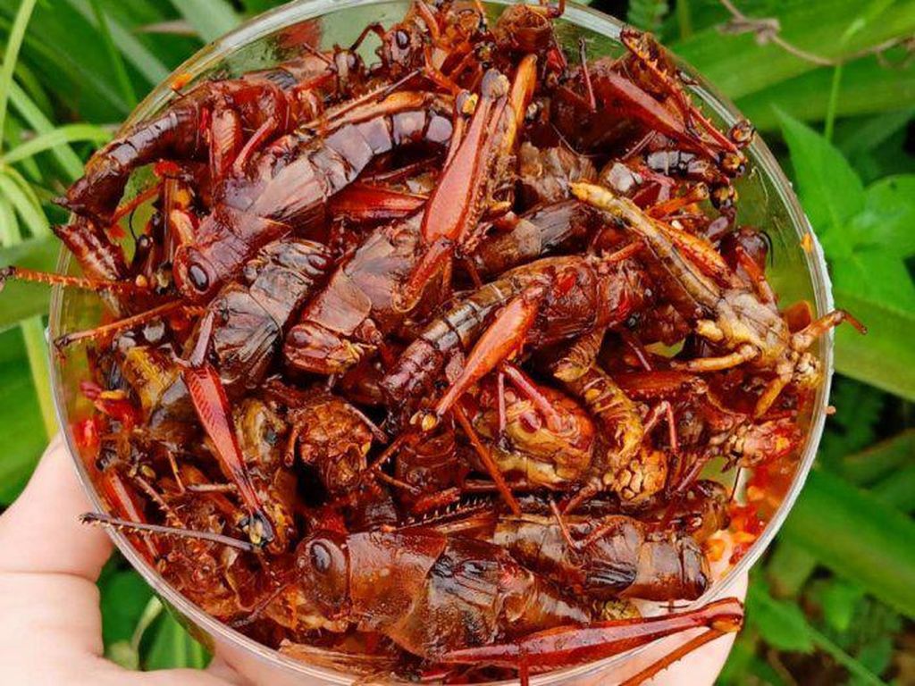 Tunda Mudik Tetap Bisa Pulang Kampung dan Dapat Gudeg Kendil hingga Walang Goreng Tunda Mudik Tetap Bisa Pulang Kampung dan Dapat Gudeg Kendil hingga Walang Goreng