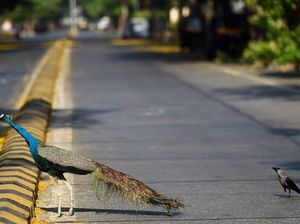 Kemacetan Langka, Kawanan Burung Merak Turun ke Jalan