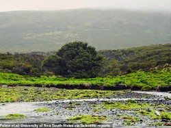 Kisah Pohon Paling Kesepian di Dunia
