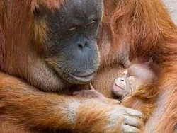 Miris, Bayi Orang Utan di Jerman Diduga Mati karena Corona