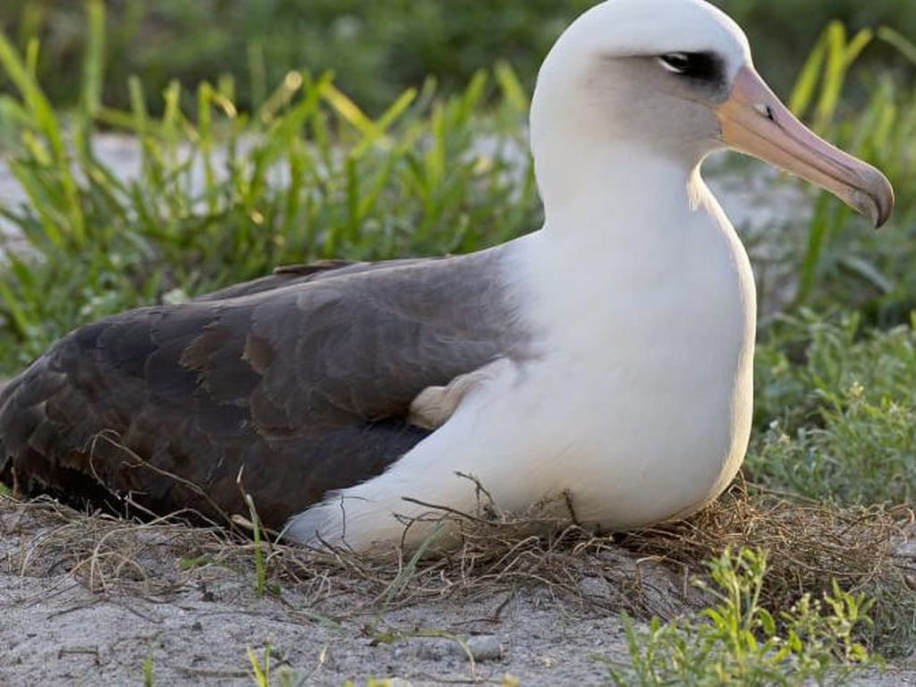 Perubahan Iklim Bikin Banyak Burung Albatros Cerai, Padahal Mereka Setia