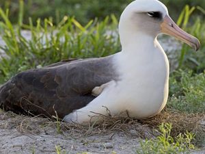 Perubahan Iklim Bikin Banyak Burung Albatros Cerai, Padahal Mereka Setia Perubahan Iklim Bikin Banyak Burung Albatros Cerai, Padahal Mereka Setia
