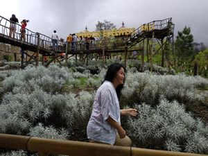 Kenapa Bunga Edelweis Tidak Boleh Dipetik? Ini Jawabannya Kenapa Bunga Edelweis Tidak Boleh Dipetik? Ini Jawabannya