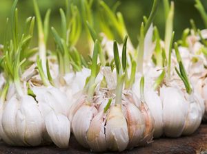 8 Tanaman untuk Mencegah Ular Masuk ke Rumah, Aman dan Alami 8 Tanaman untuk Mencegah Ular Masuk ke Rumah, Aman dan Alami