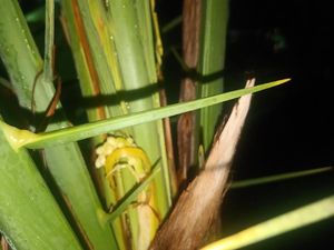 Jangan Buang Biji Kurma, Tanamlah dengan Cara Ini di Indonesia