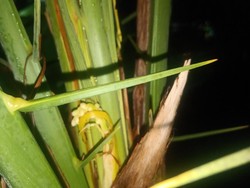 Jangan Buang Biji Kurma, Tanamlah dengan Cara Ini di Indonesia