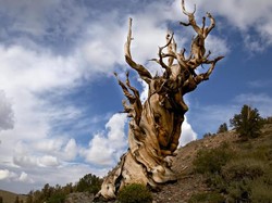 3 Pohon Tertua di Dunia, Ada yang Lebih Tua dari Piramida Mesir?