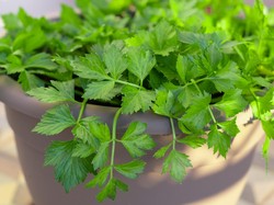 7 Sayuran Penurun Darah Tinggi yang Mudah Didapatkan