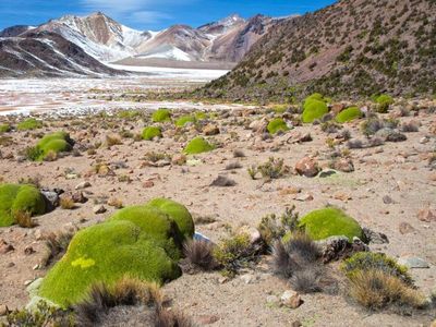 Potret 10 Makhluk Hidup Tertua di Dunia