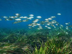 10 Makhluk Hidup Tertua (Bagian I)