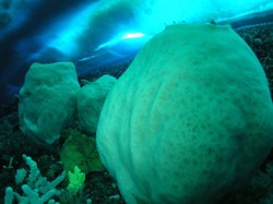 Fakta Hewan Tertua di Dunia yang Hidup di Antartika: Saat Masih Bayi, Masih Ada Mamut