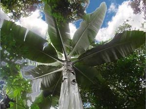 Musa Ingens, Pisang Terbesar di Dunia yang Tumbuh di Papua Musa Ingens, Pisang Terbesar di Dunia yang Tumbuh di Papua