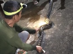 Mak Tratap! Asyik Ronda, Warga di Klaten Malah Temukan 3 Ular Piton
