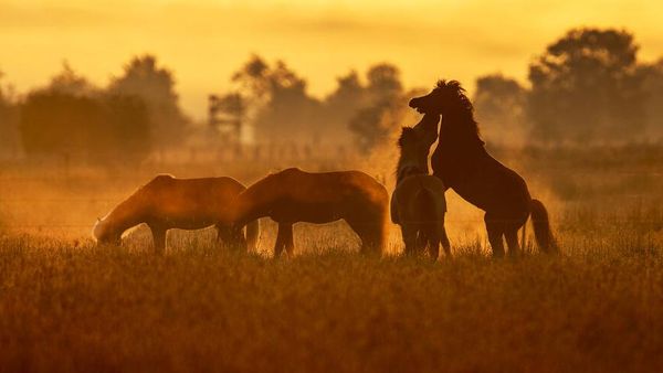 Lansekap Memukau Matahari Terbit di Jerman